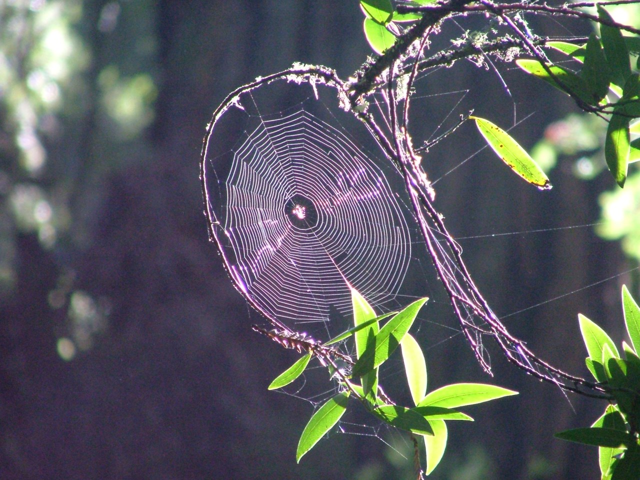 The Path as a Web of&nbsp;Paths