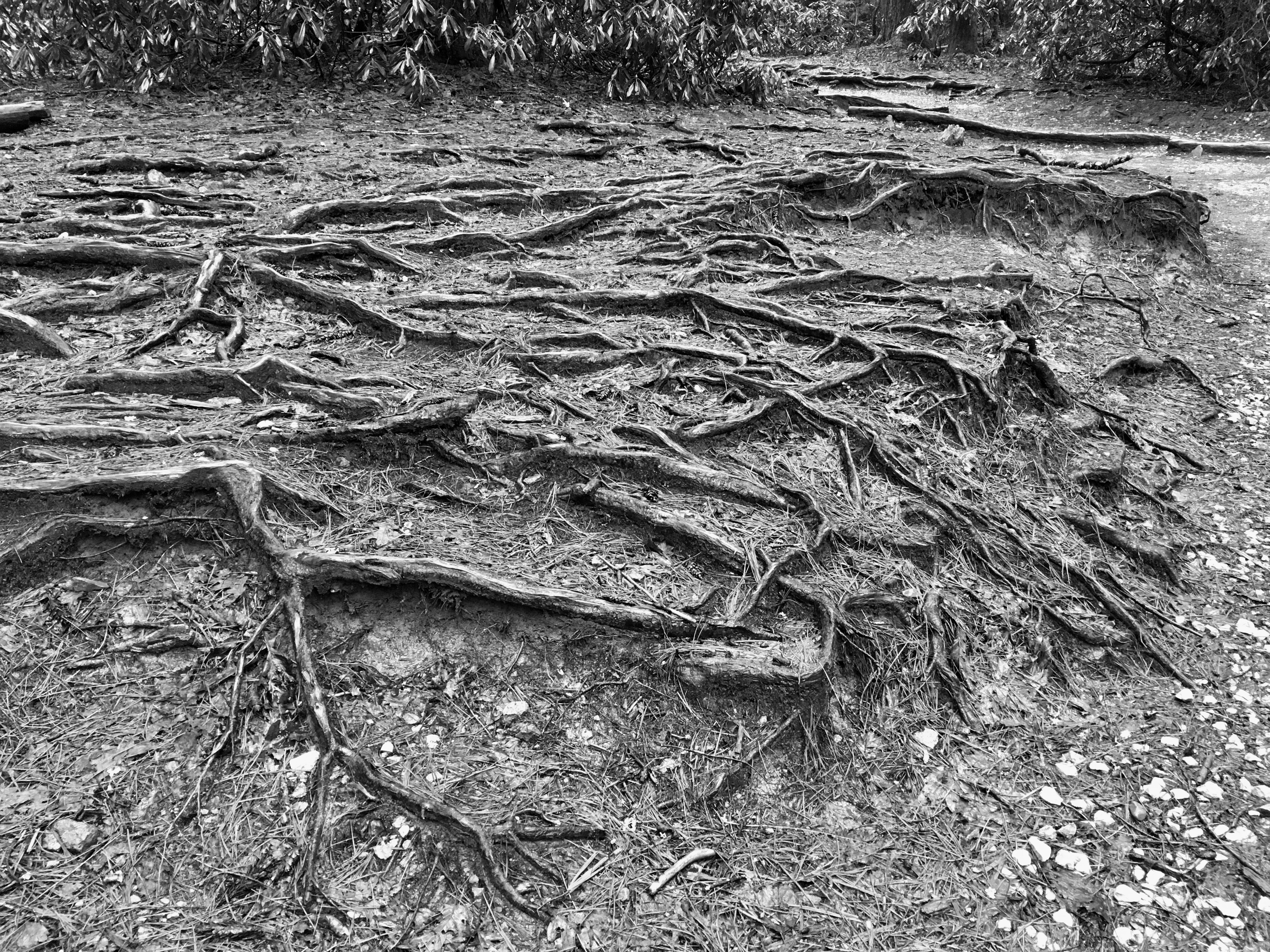 Boots, Roots & Shoots