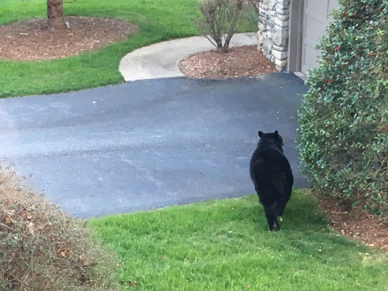 No Holidays for&nbsp;Animals