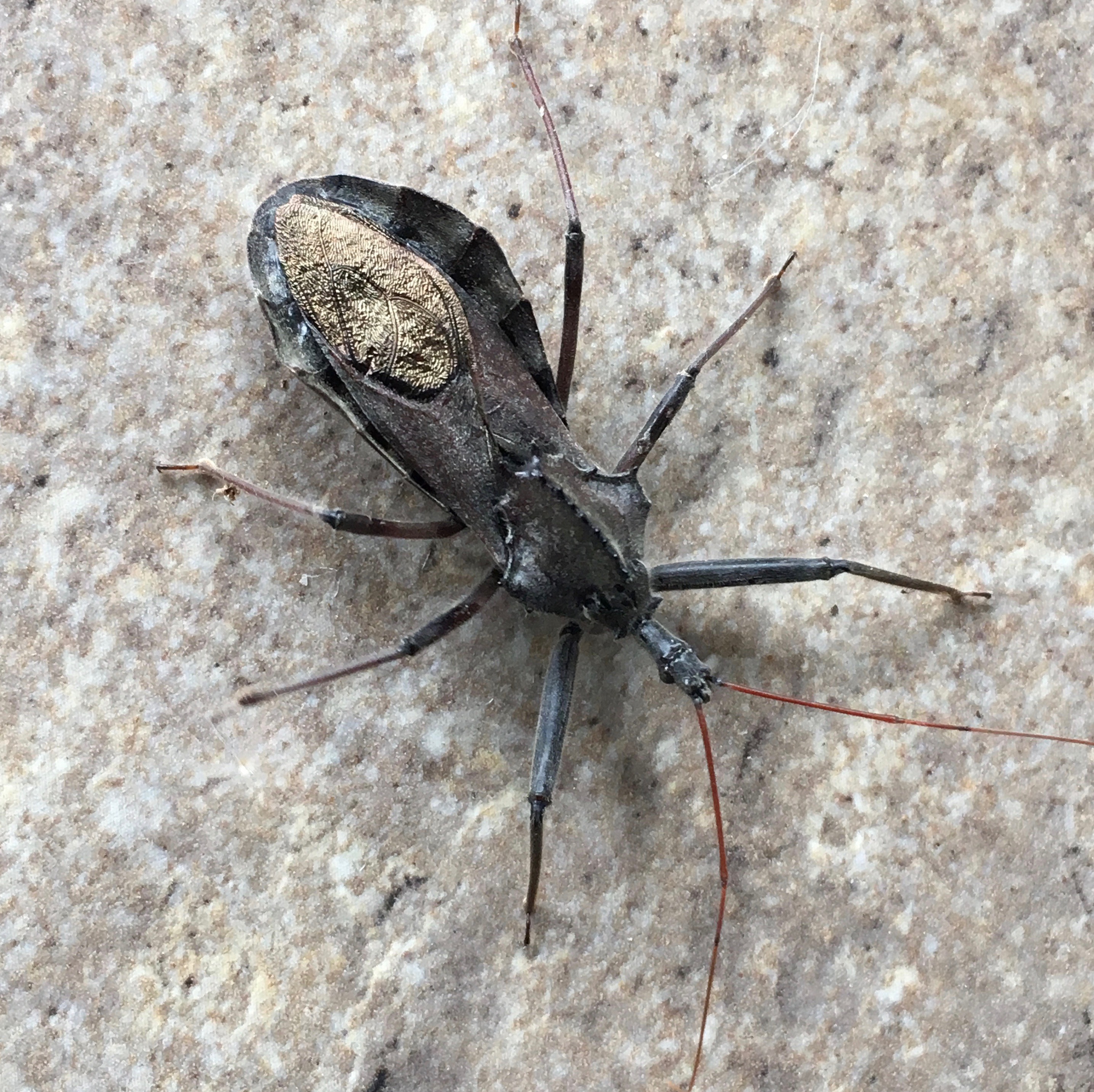 The Beetles Live!