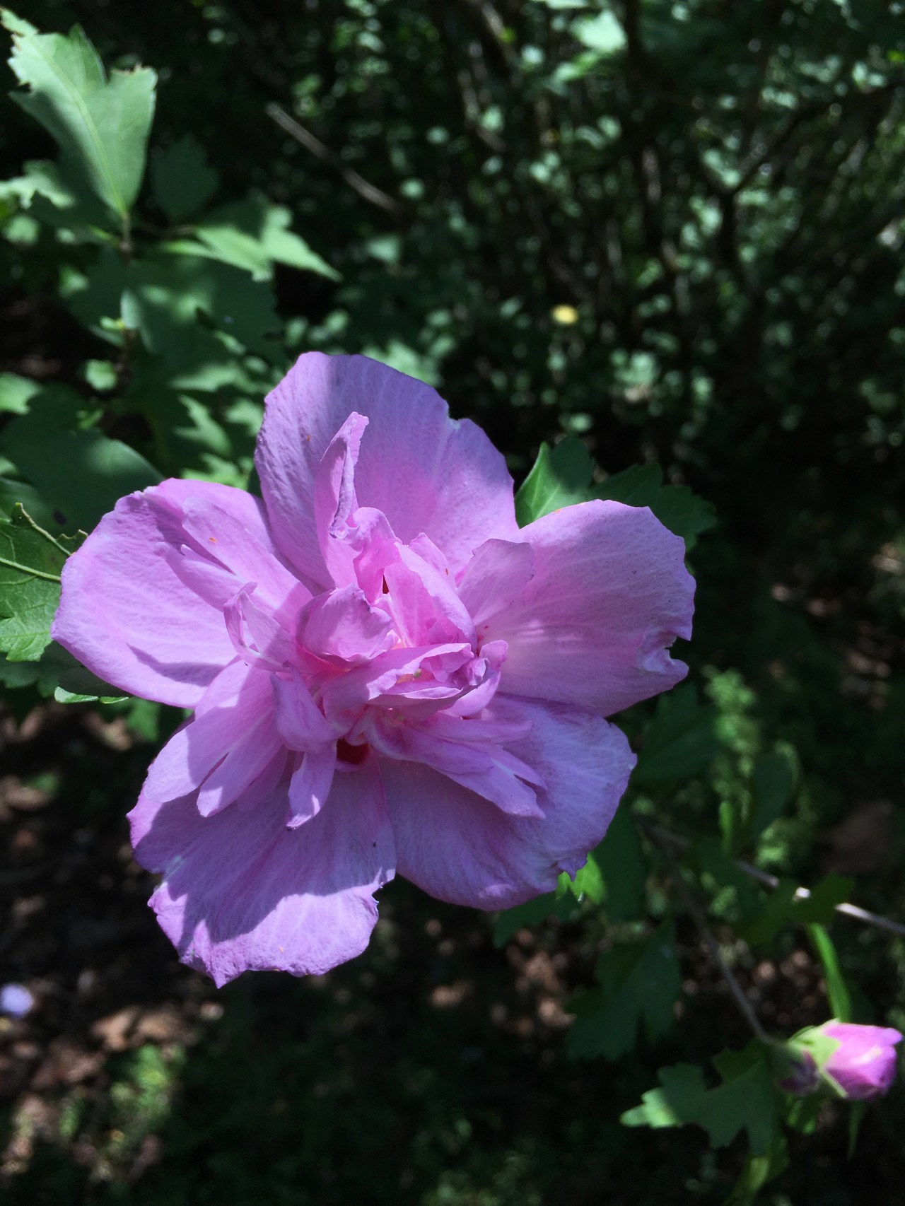 You Say, “God Says,” I&nbsp;Say