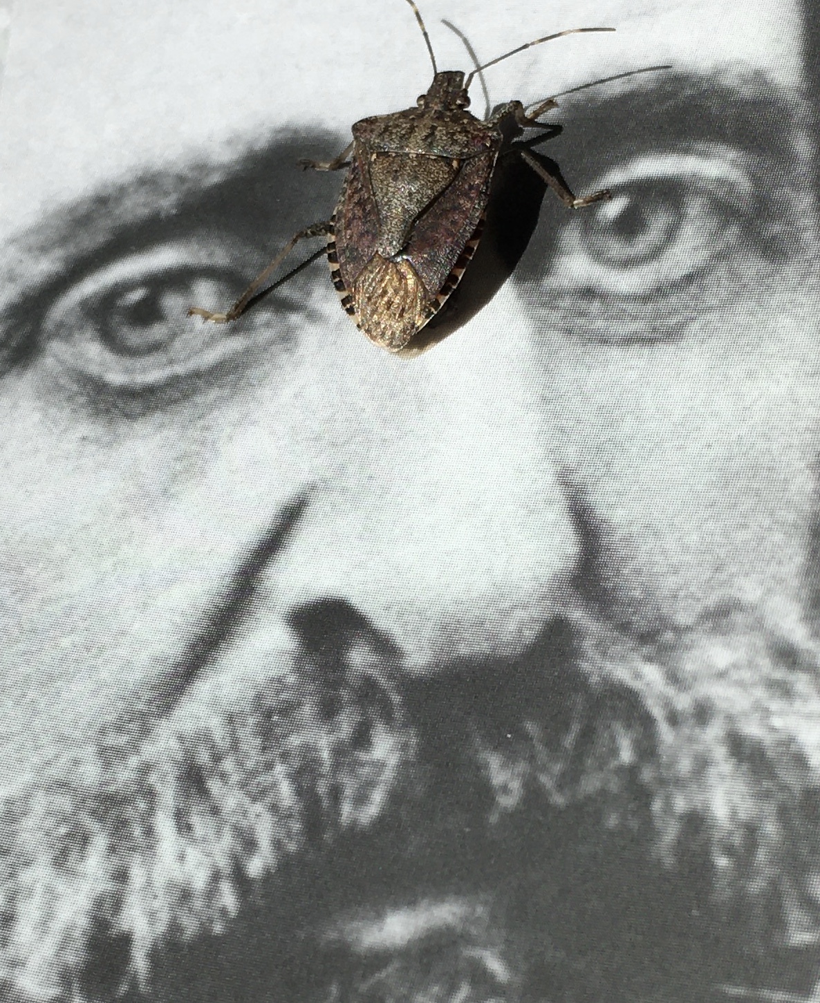Something’s Bugging Me