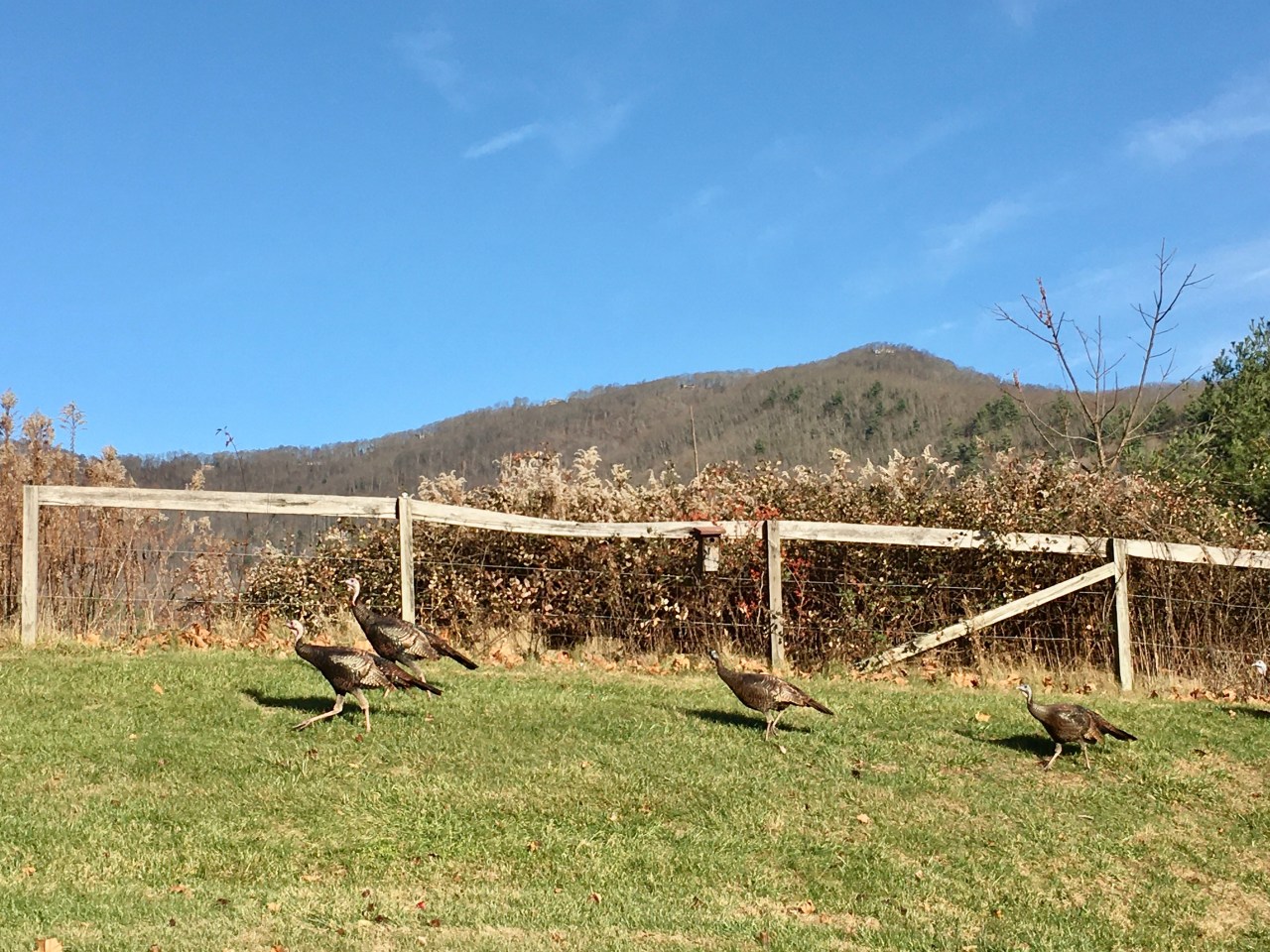 Thanks for Wild&nbsp;Things