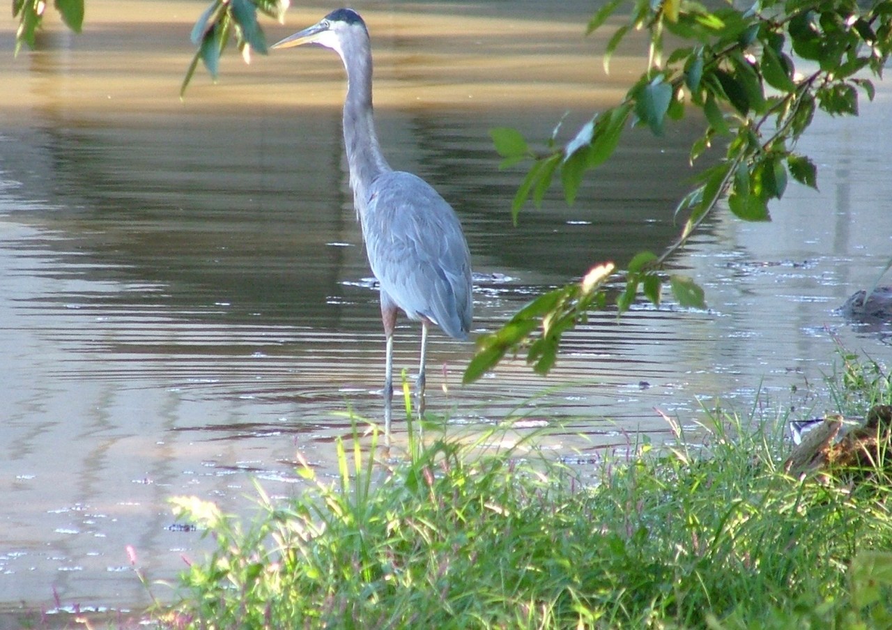 Freebirds and Jailbirds