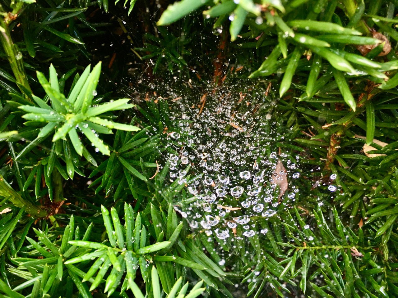 Christian Supremacy?