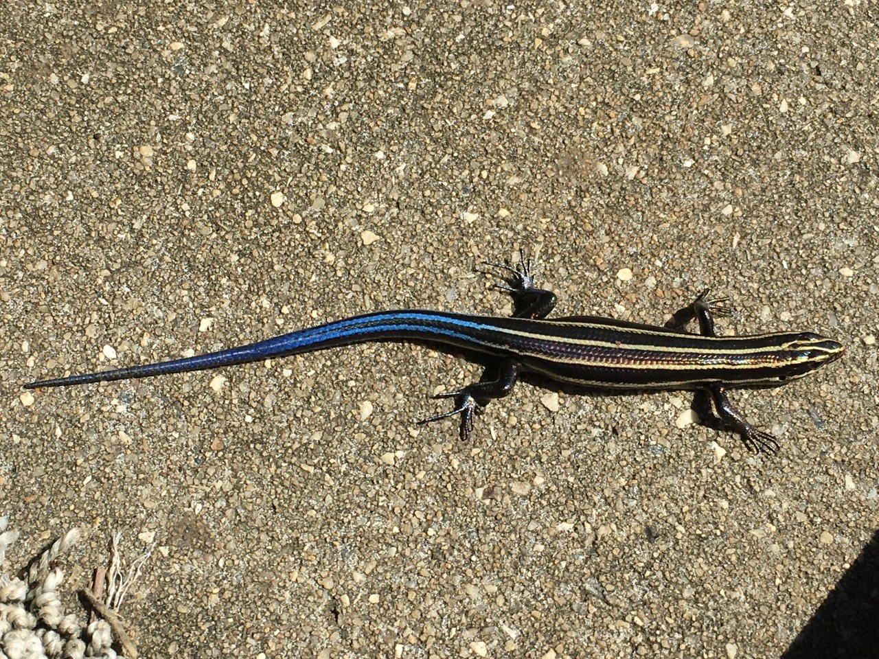 Blue-Tailed Skink