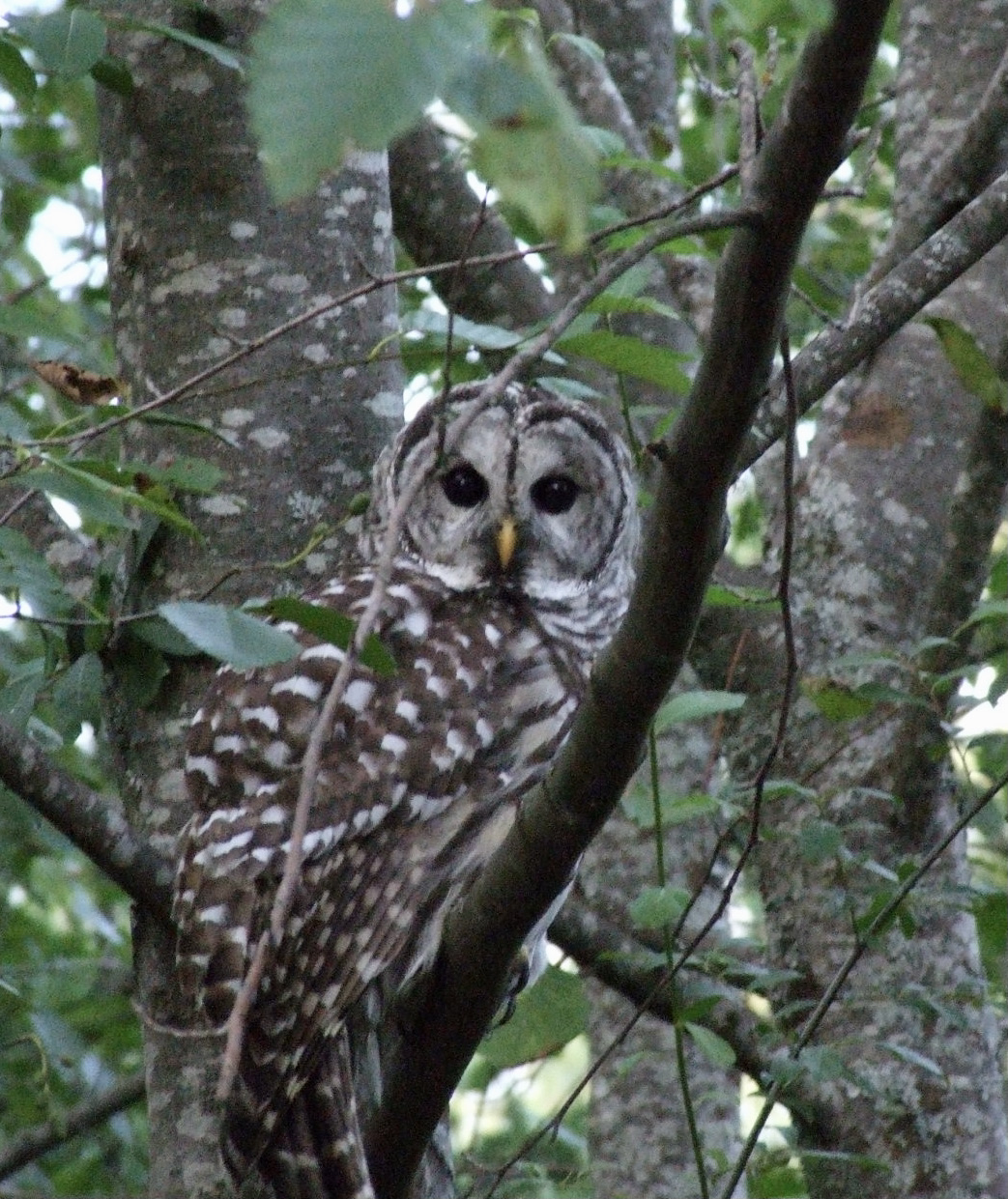 True Owl Story