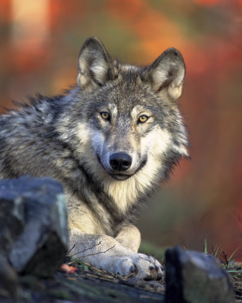 Big Bad Wolf?