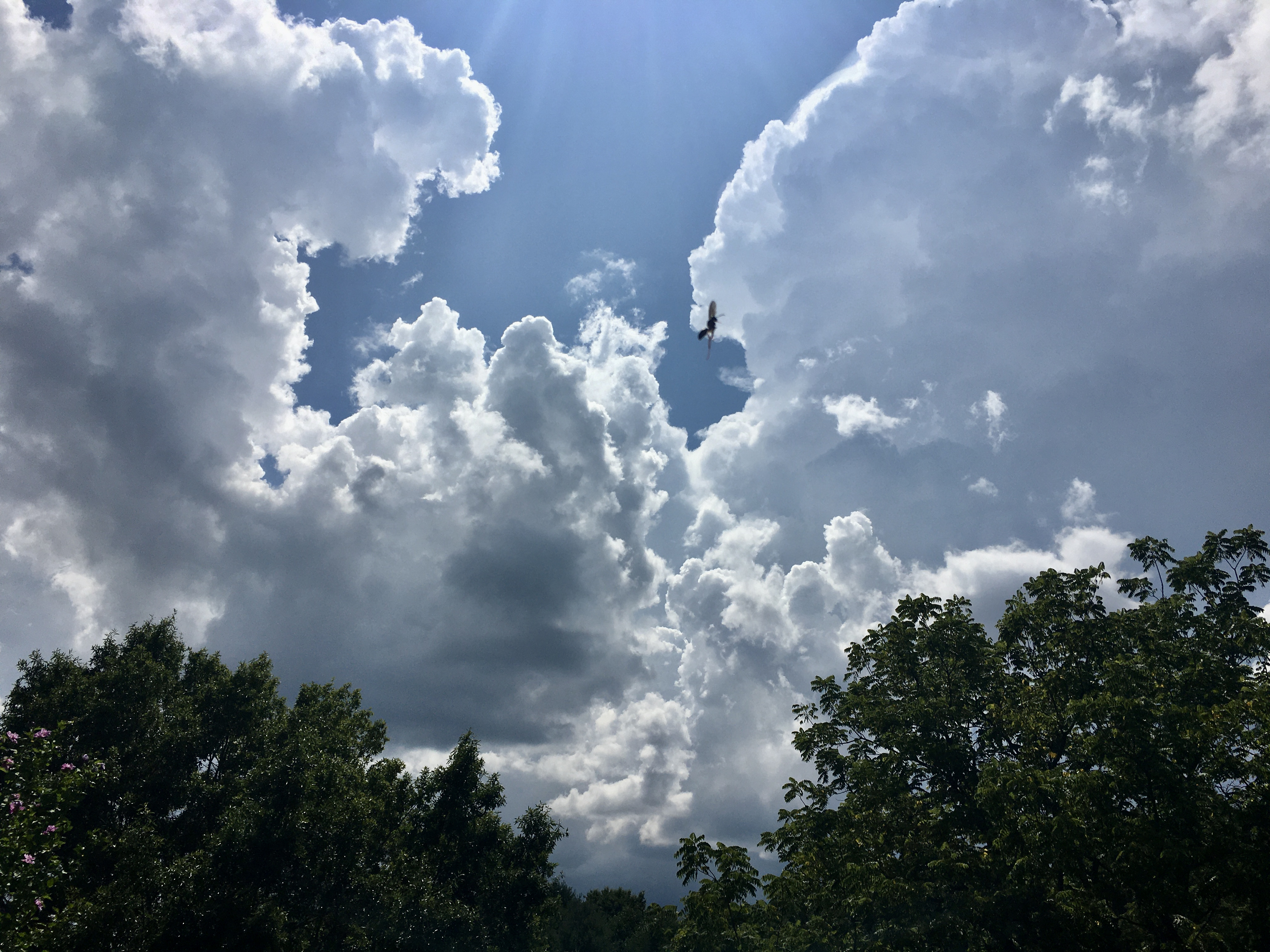 Cloud Cannons