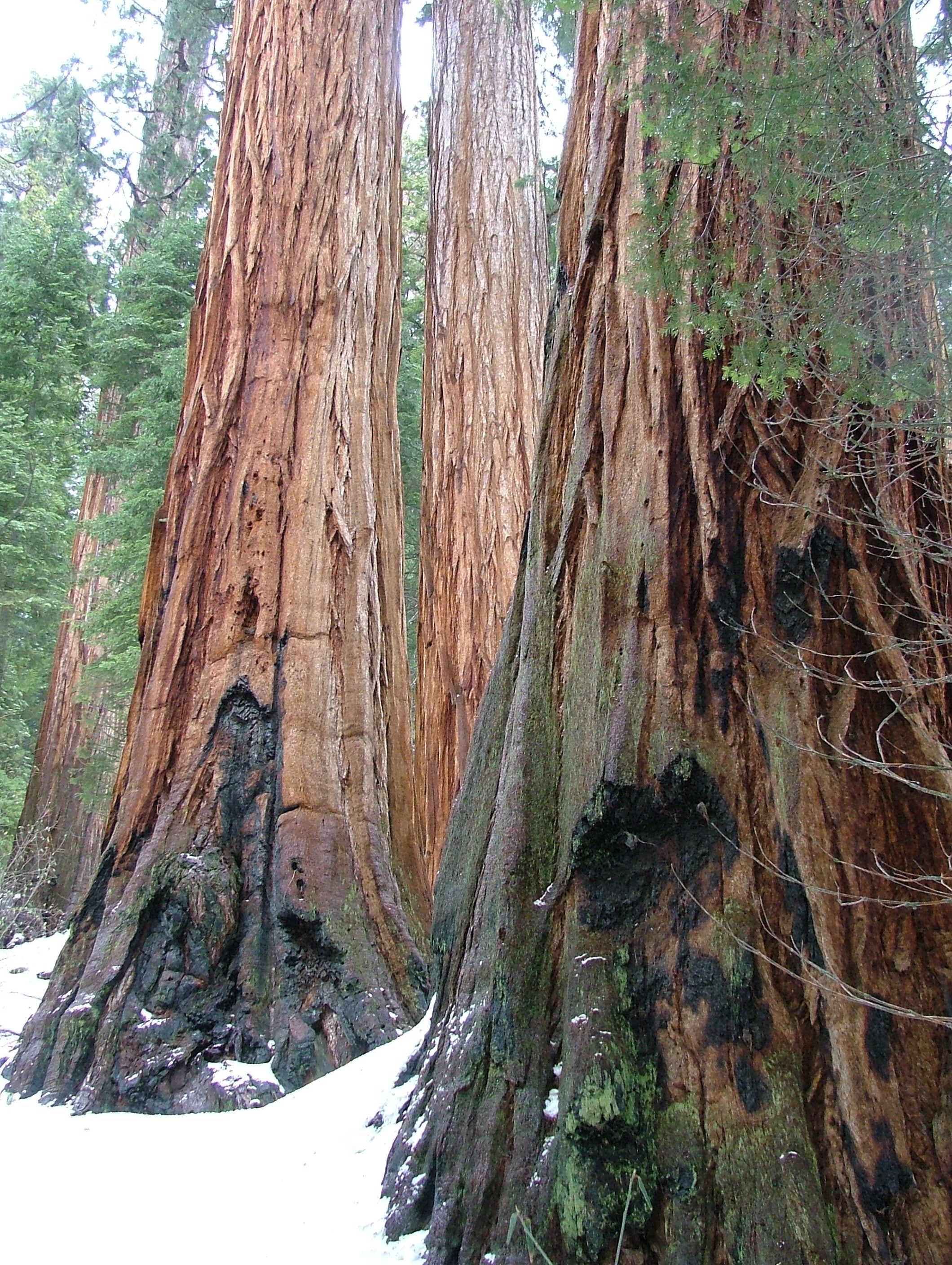 Honoring Giants