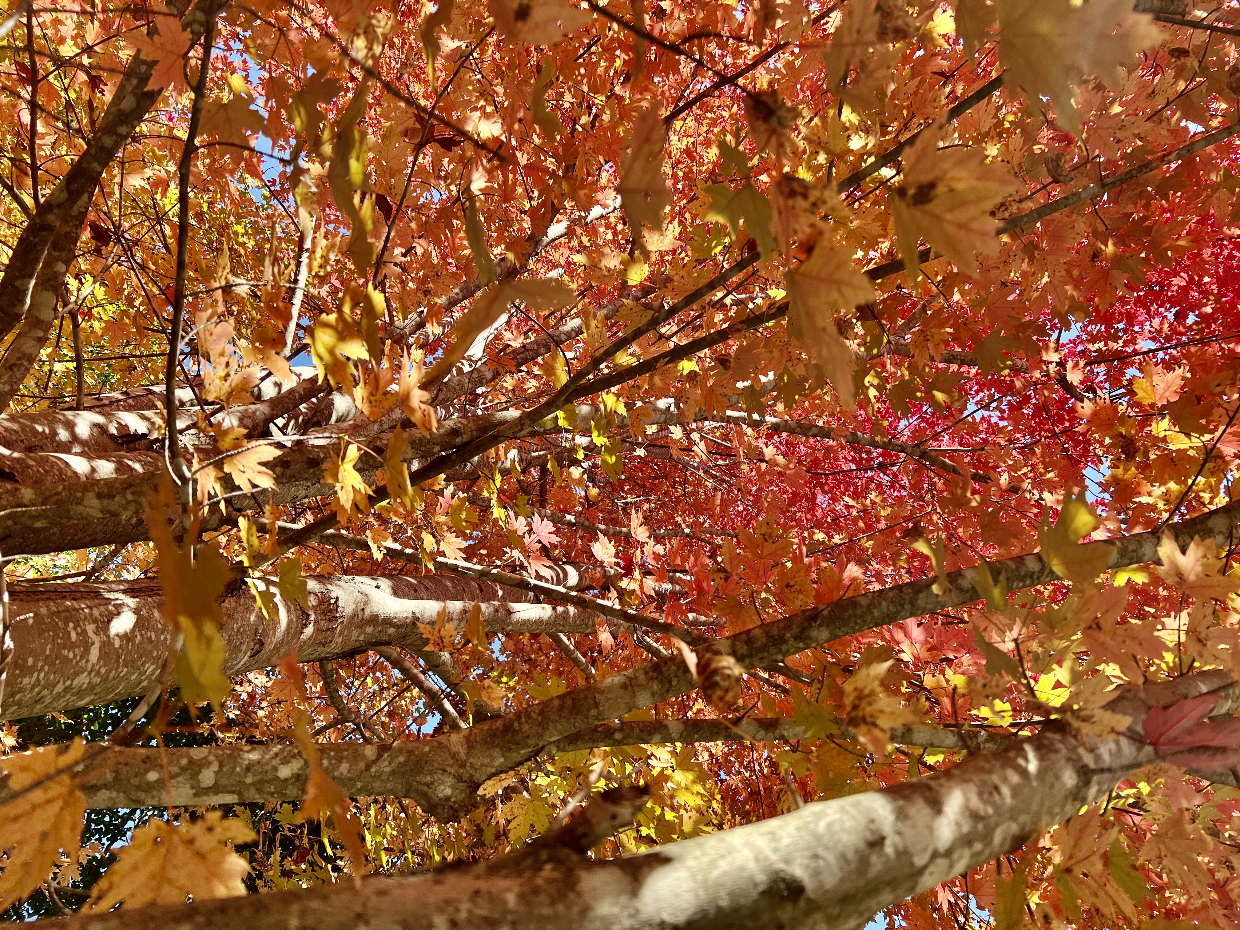 Neighborhood Nature