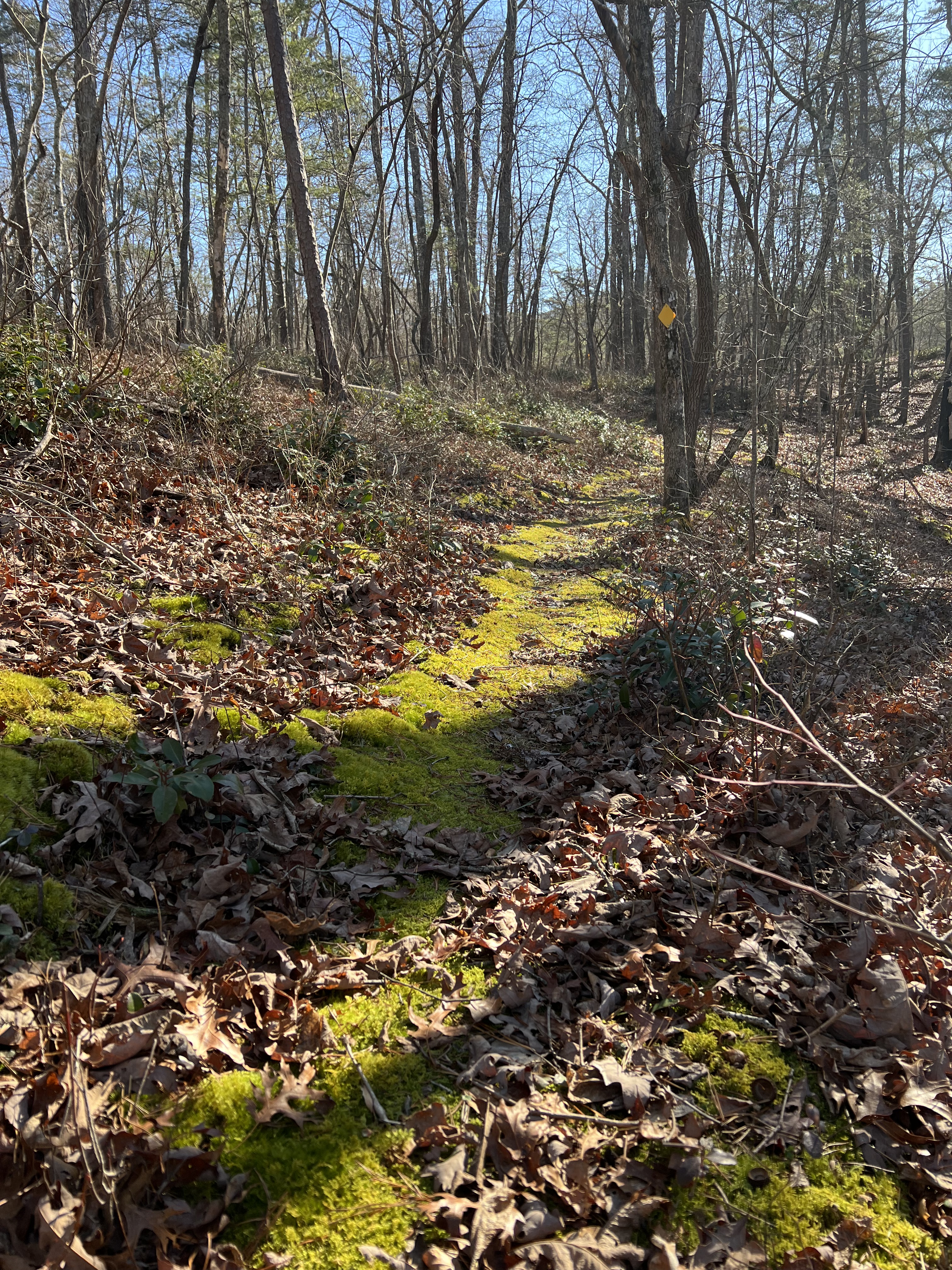 Rambling & Writing