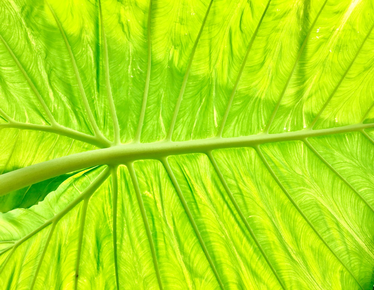 Brain, Mind … Spirit?