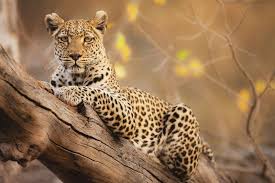 Leopard and Fox