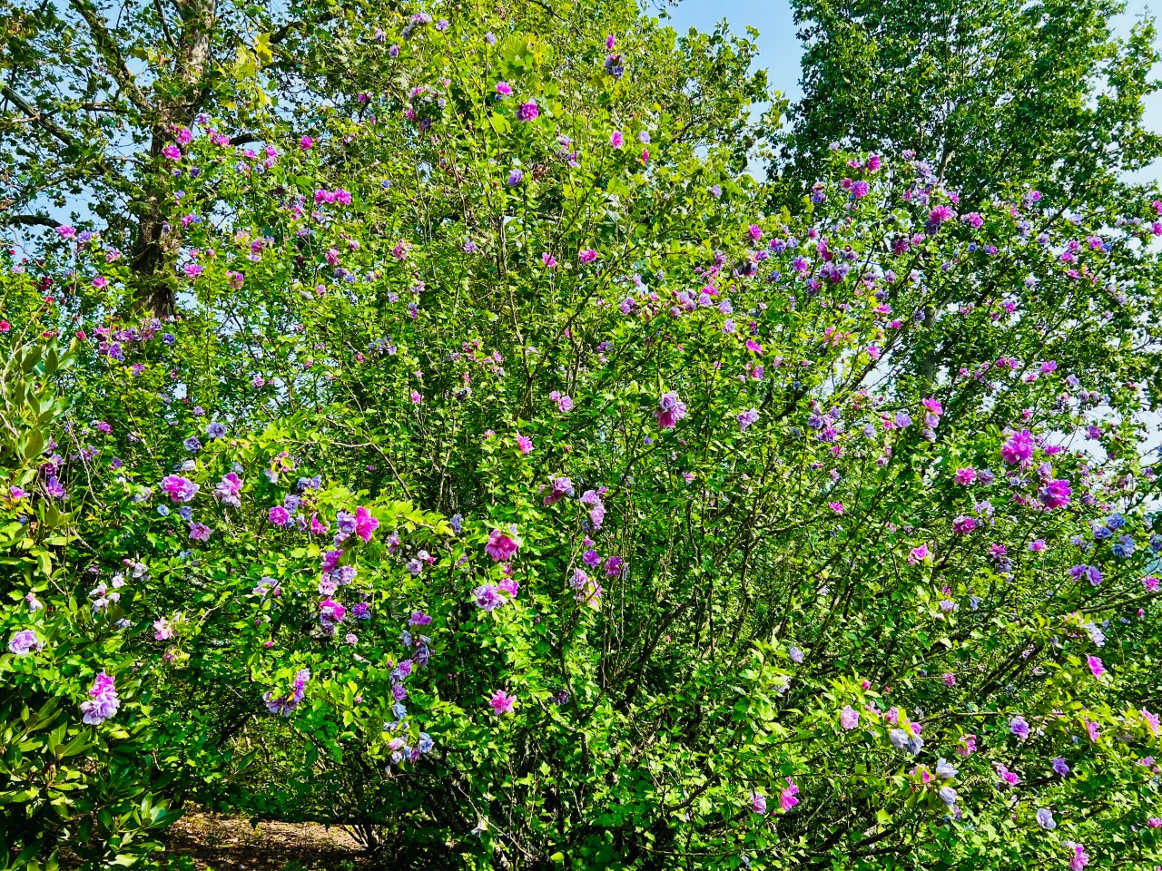 One Species, Many&nbsp;Species