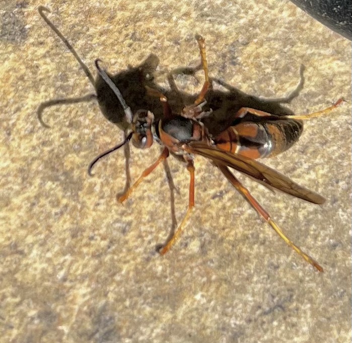 One-Wing Wasp