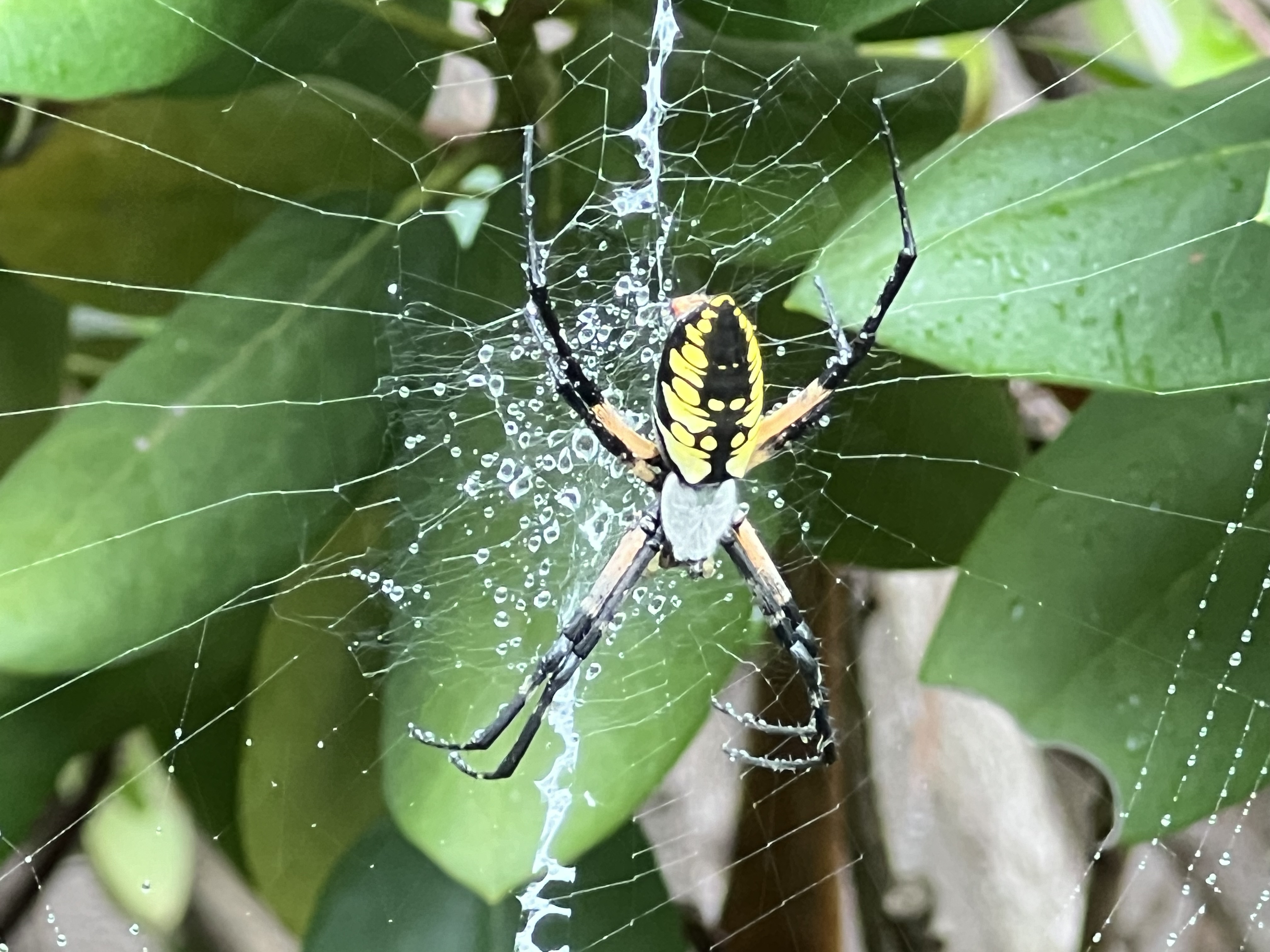 On the Web