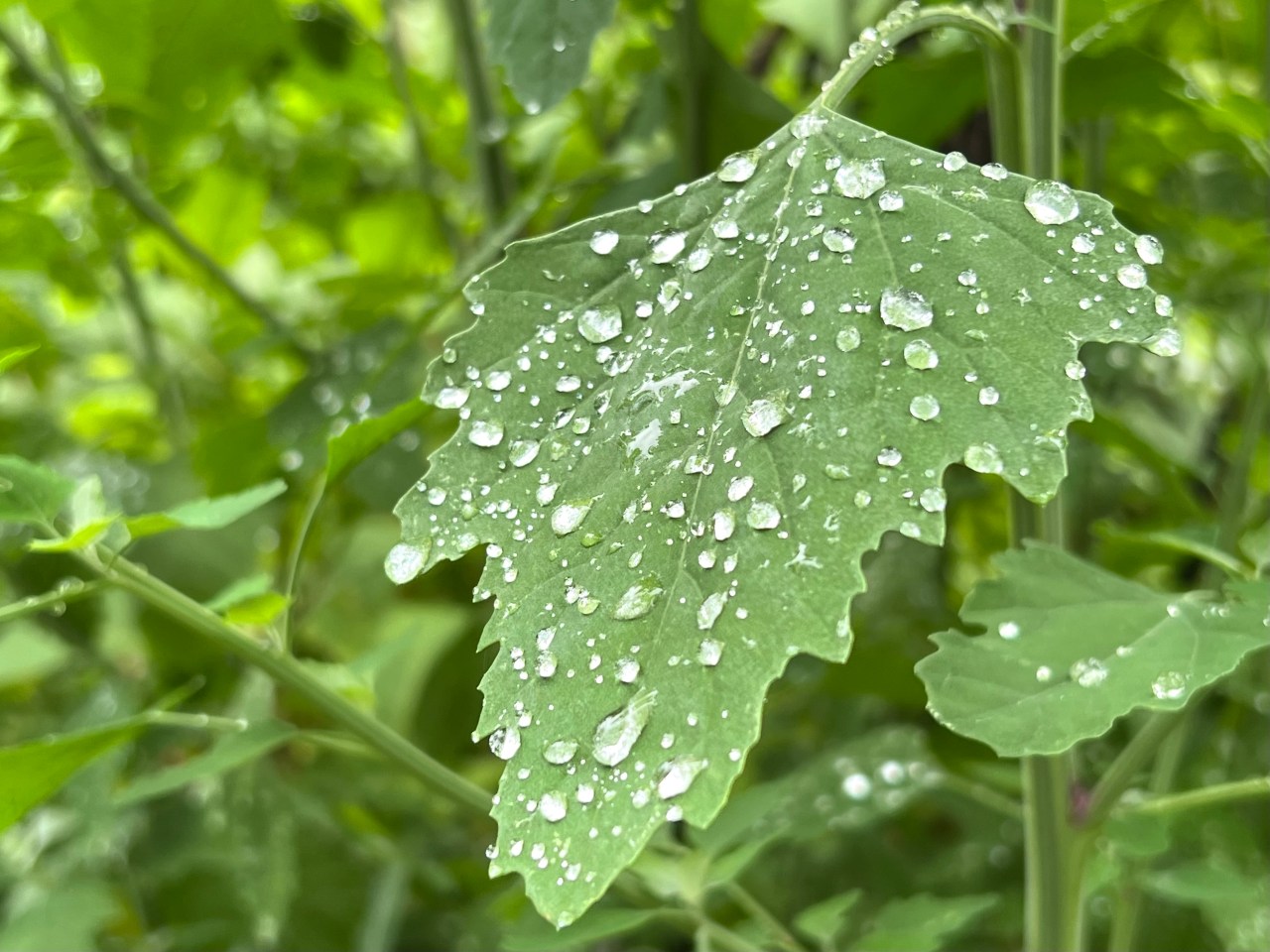 Odd God of Garden&nbsp;Sod