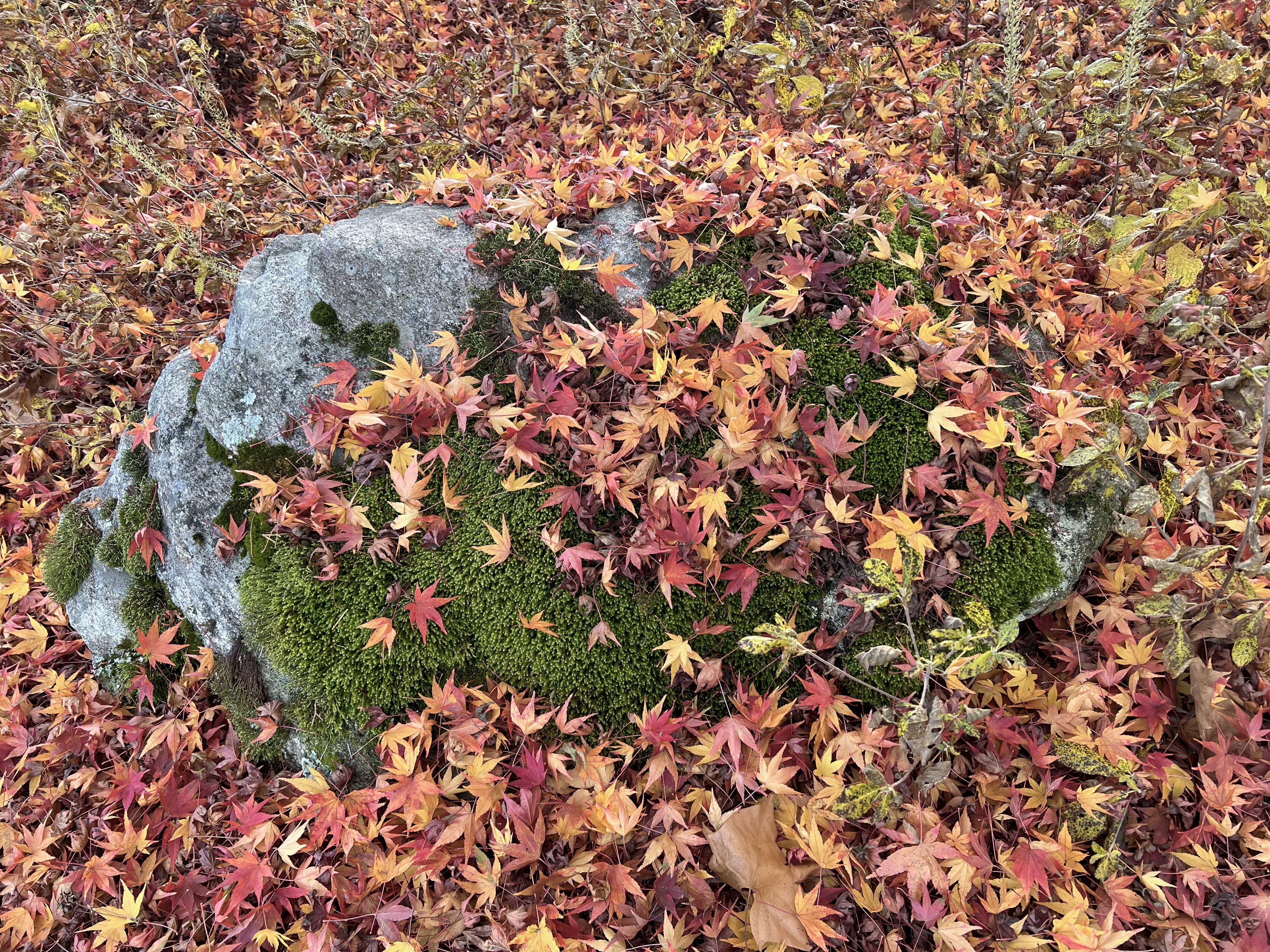 Simply Leaves
