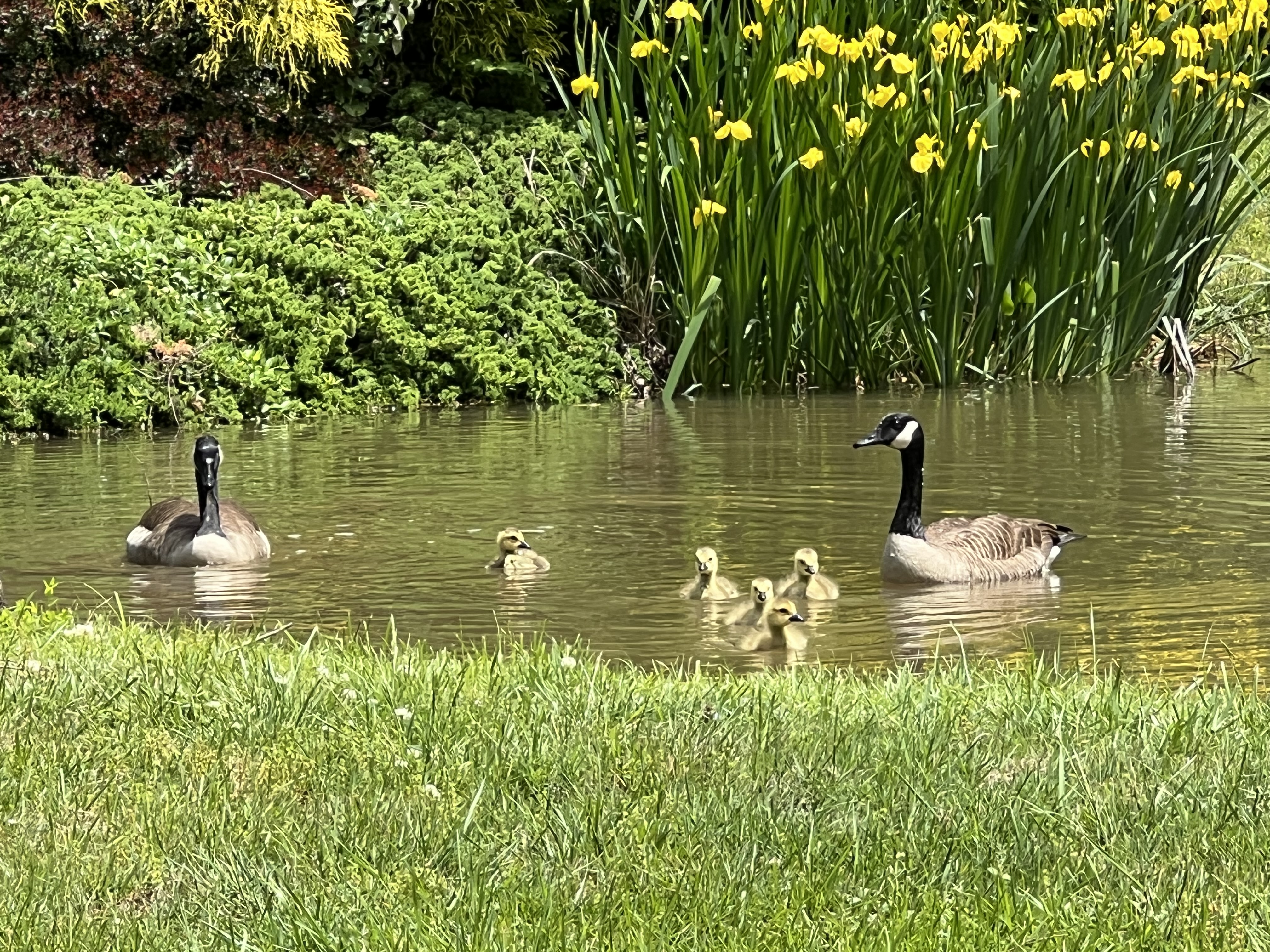 Immigrant Neighbors!