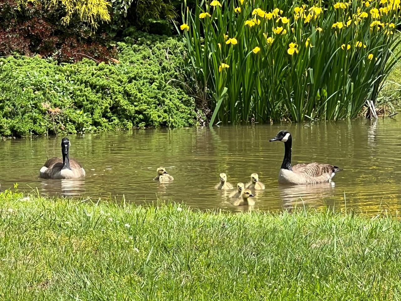 Immigrant Neighbors!